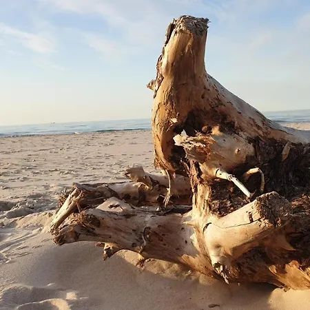 Slowinskie Widoki Flora, Fauna, Smoldzinski * Smoldzinski Las