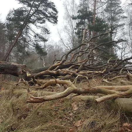 Slowinskie Widoki Flora, Fauna, Smoldzinski Holiday home *