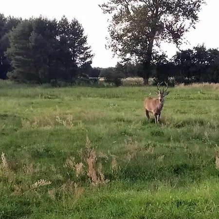 Slowinskie Widoki Flora, Fauna, Smoldzinski *