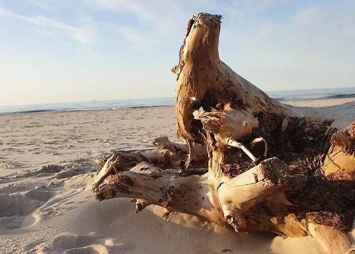 Slowinskie Widoki Flora, Fauna, Smoldzinski * 斯莫尔德兹斯基拉斯