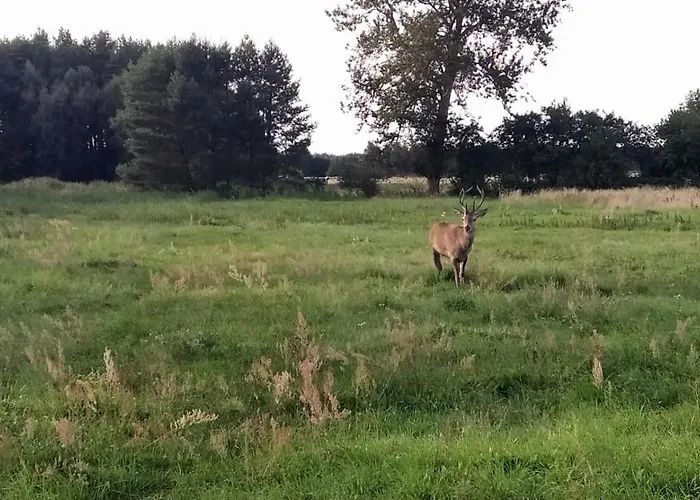Slowinskie Widoki Flora, Fauna, Smoldzinski *